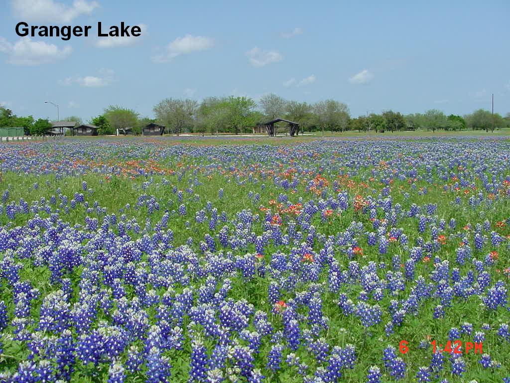 Bluebonnets in the park 01